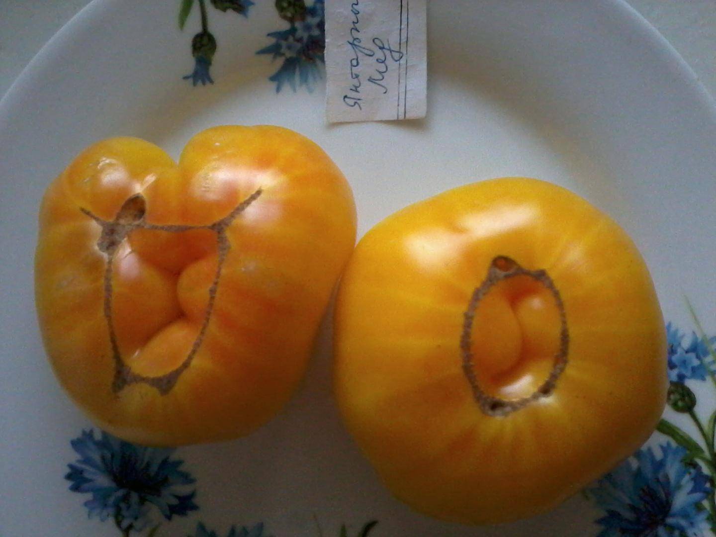 Помидоры алтайский мед: как разобраться с двумя сортами и посадить подходящий томат