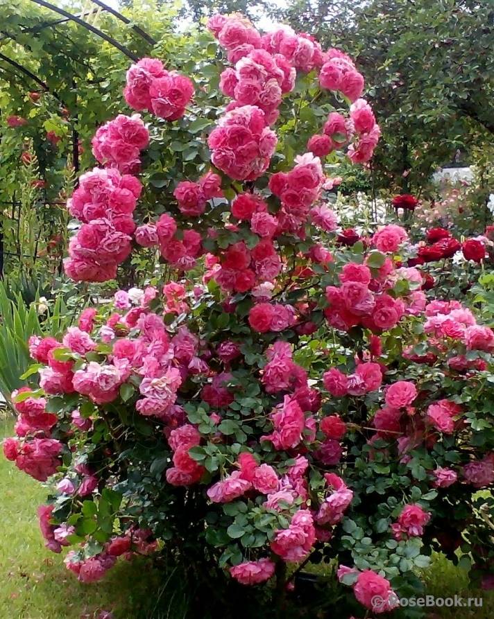 Плетистая роза розариум ютерсен + отзывы