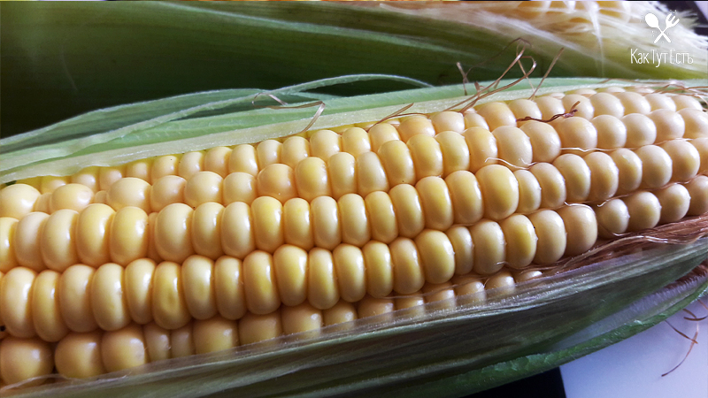 Кукуруза фуражная: что это такое, чем она ценна, как выращивается и где применяется, чем отличается от пищевой
