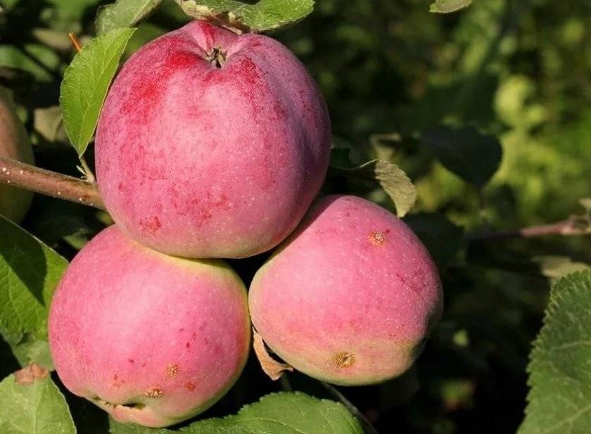 Летняя яблоня красное раннее: описание, фото, отзывы