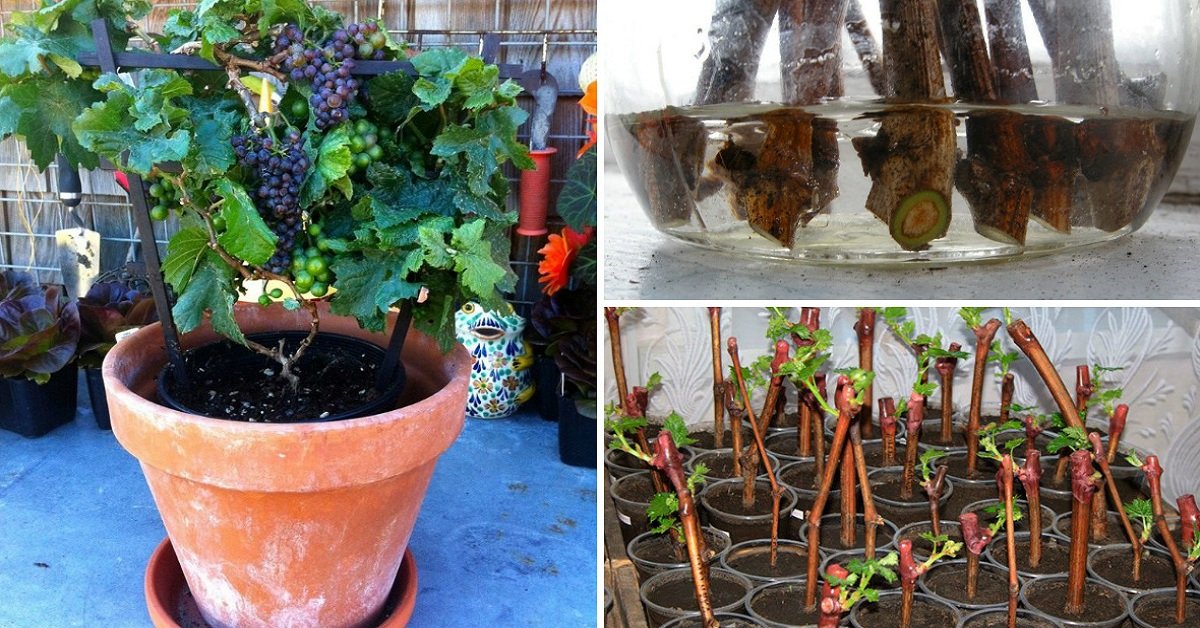 Виноград в домашних условиях из косточки: особенности выращивания, подготовка и стратификация семян