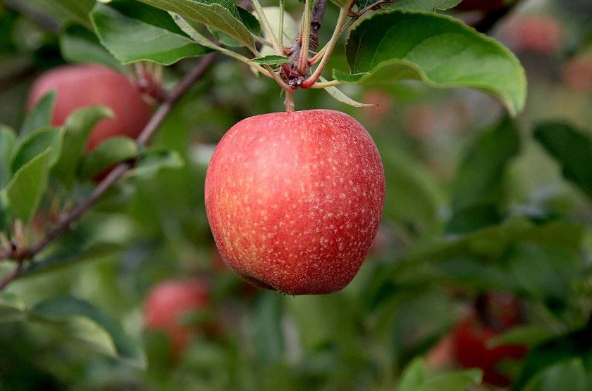 Сорт яблни фуджи — особенности выращивания и ухода