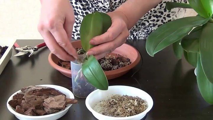 Как вырастить детку орхидеи: сроки, стимуляция, процедура отделения и дальнейший уход + распространенные проблемы