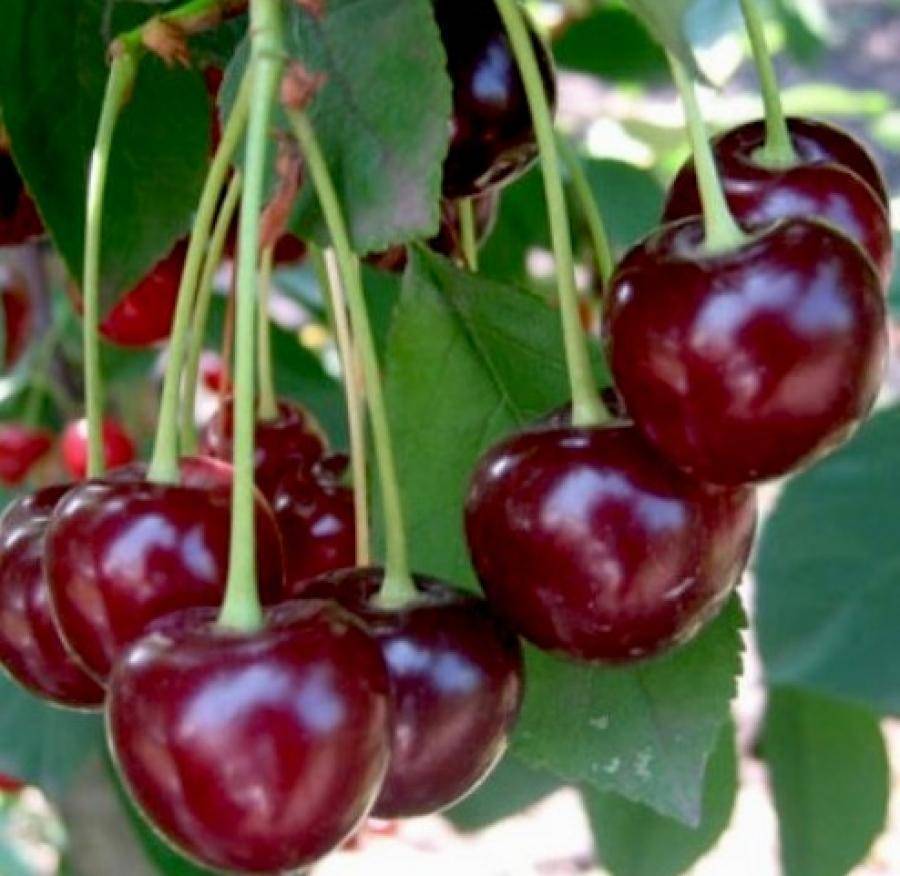 Описание сорта вишни Магалебская и правила выращивания из семян
