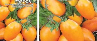 Описание гибридного томата хайпил 108 f1, правила выращивания и защита от вредителей