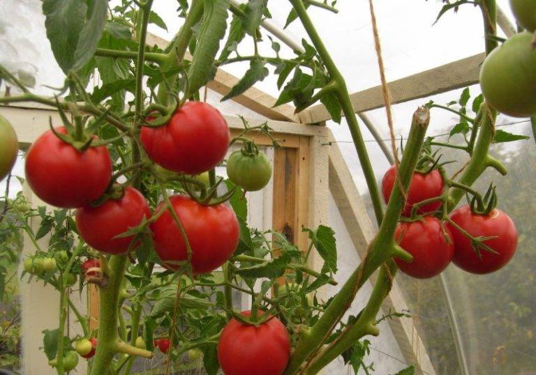 Томат божья коровка: характеристика и описание сорта, урожайность, отзывы