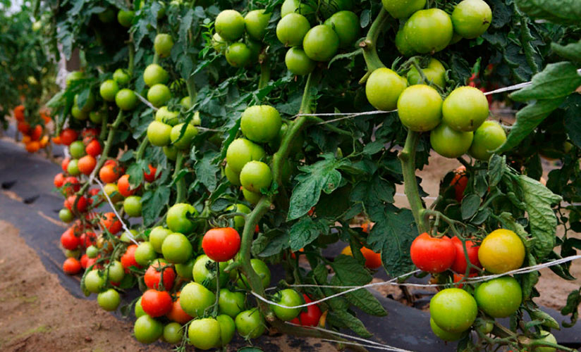 Новинка, которая заслуживает внимания — томат «малиновая рапсодия»: описание сорта