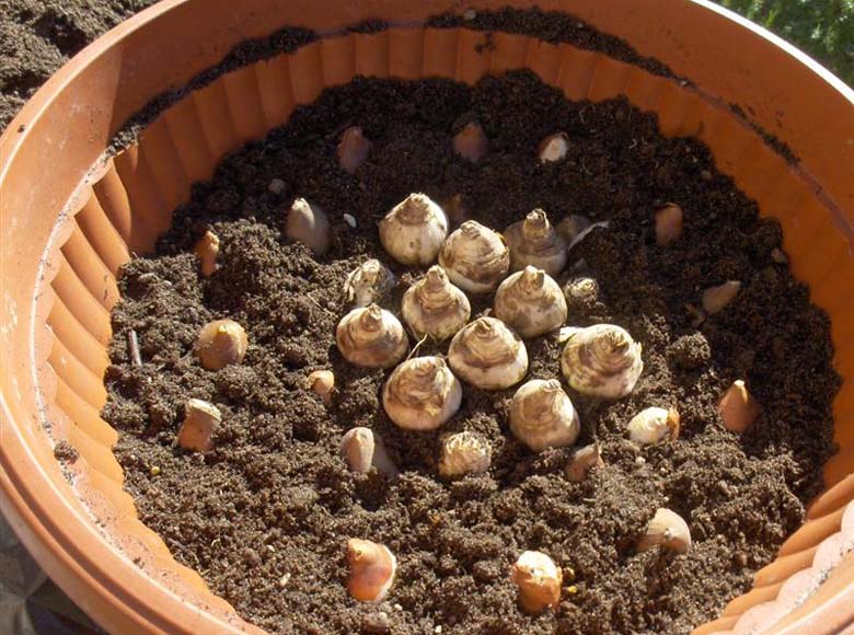 Посадка тюльпанов весной - когда и как посадить в открытый грунт или горшки