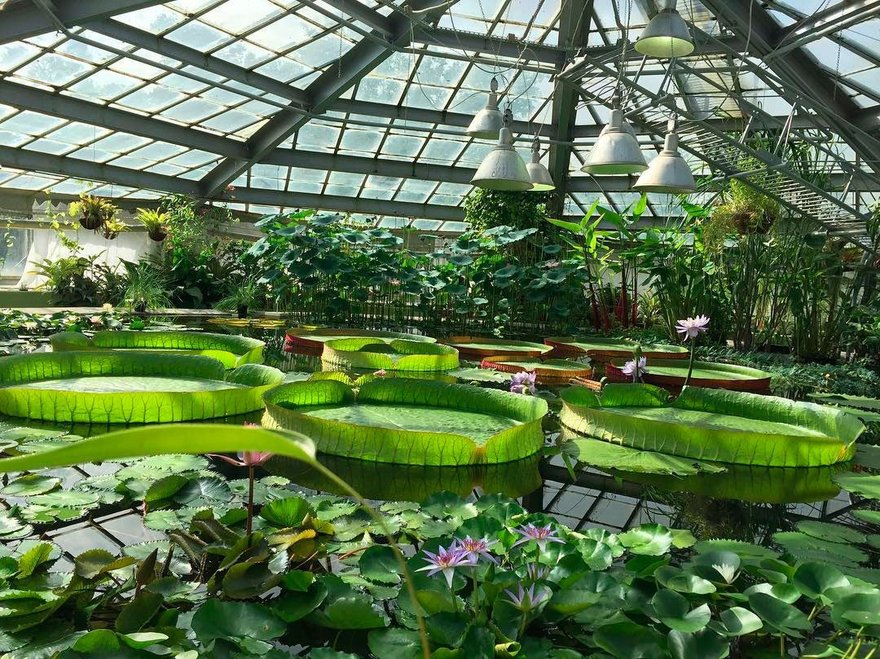 Ботанический сад в самаре – режим работы, сайт, цена, фото, адрес, как доехать, отзывы | туристер.ру