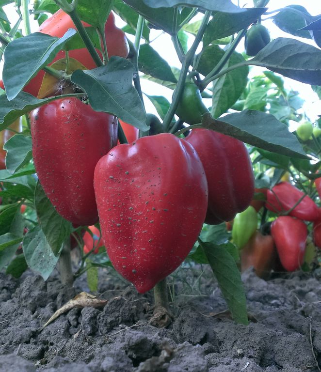 Сорт перца подарок молдовы: описание и советы по выращиванию