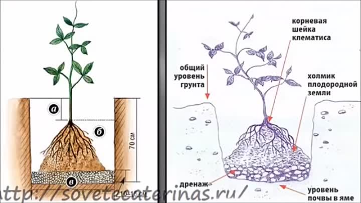 Как посадить клематис в открытый грунт, уход, советы по выращиванию начинающим