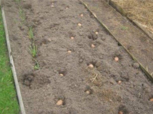 Подготовка почвы для посадки картофеля весной | cельхозпортал