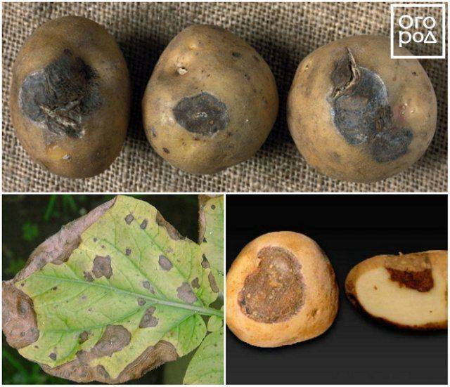 Болезни картофеля: 20 часто встречаемых грибковых, бактериальных и вирусных заболеваний + лечение и меры профилактики