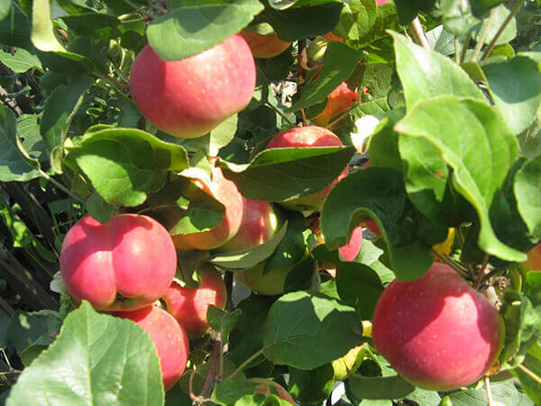Описание яблони сорта Уралец и правила выращивания штамбовой культуры