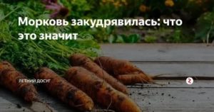 Чем обработать морковь от морковной мухи: чем полить из народных средств, как еще можно избавиться, как защитить посевы перед прореживанием и уберечь после него? русский фермер