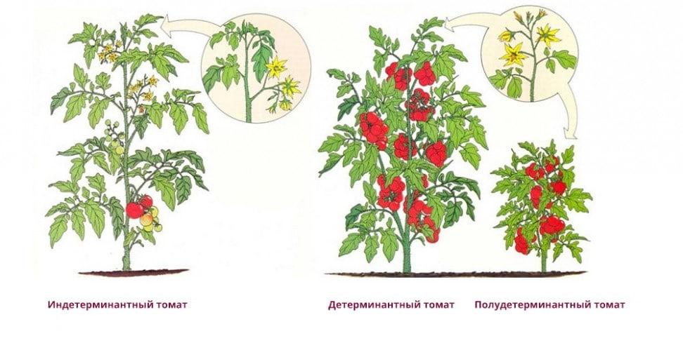 Детерминантные помидоры — что это такое и как подобрать сорта для повадки правильно. советы и рекомендации специалистов по выращиванию помидор