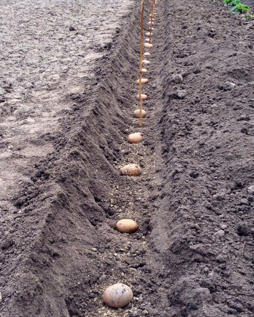 Способы посадки картошки чтобы получить хороший урожай - сообщество садоводов и огородников - садогорода.net