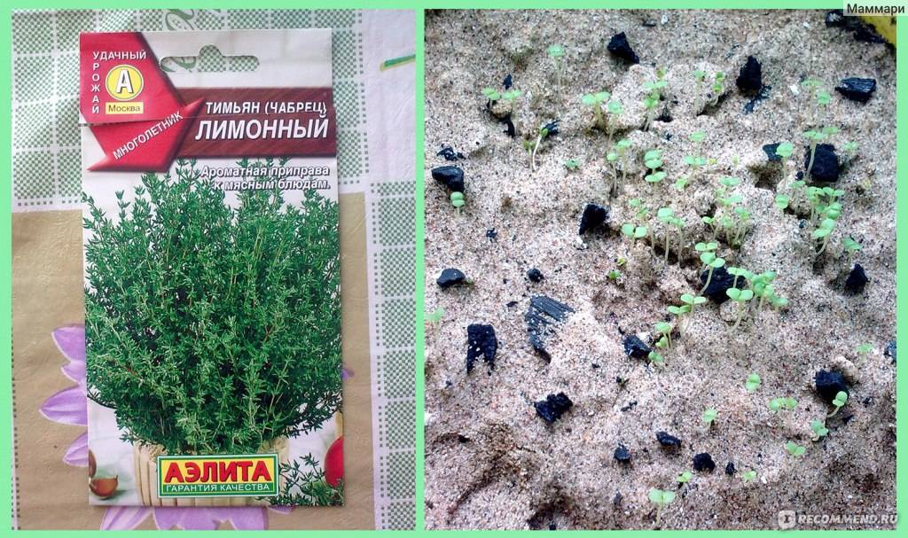 Выращивание тимьяна или чабреца из семян на рассаду в домашних условиях. описание, фото сортов