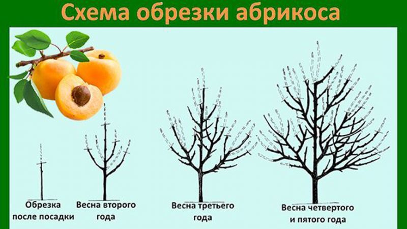 Обрезка абрикоса весной видео, фото и схемы формирования кроны