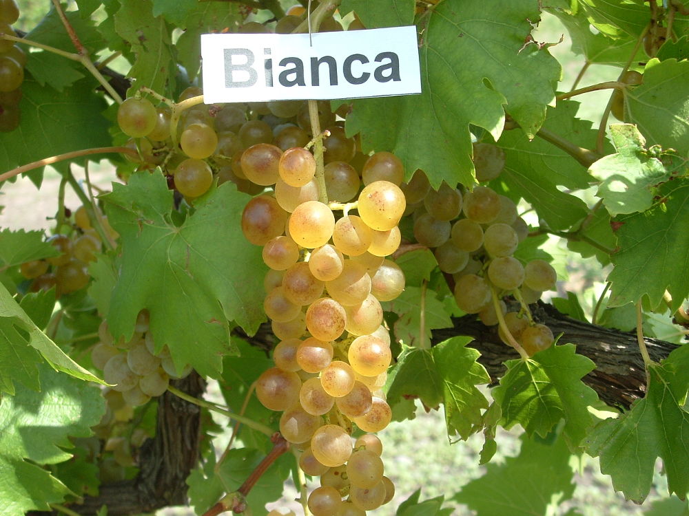 Виноград бианка, особенности ухода за сортом бьянка