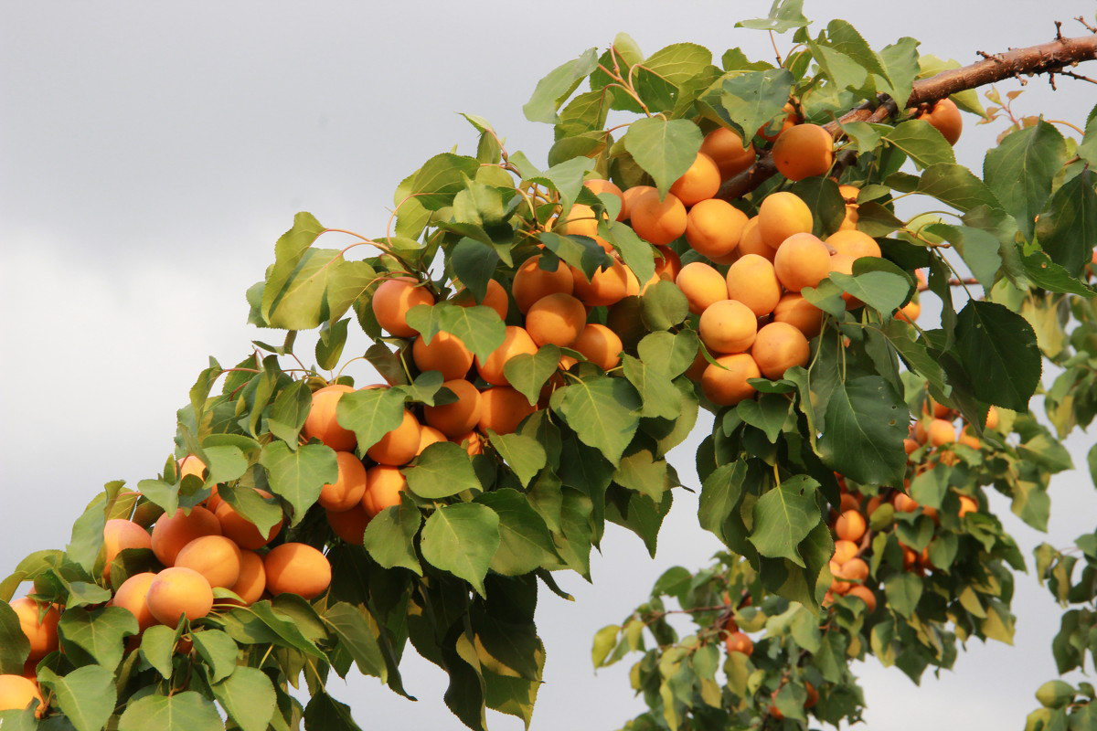 Сорта абрикоса для подмосковья: обзор самых урожайных