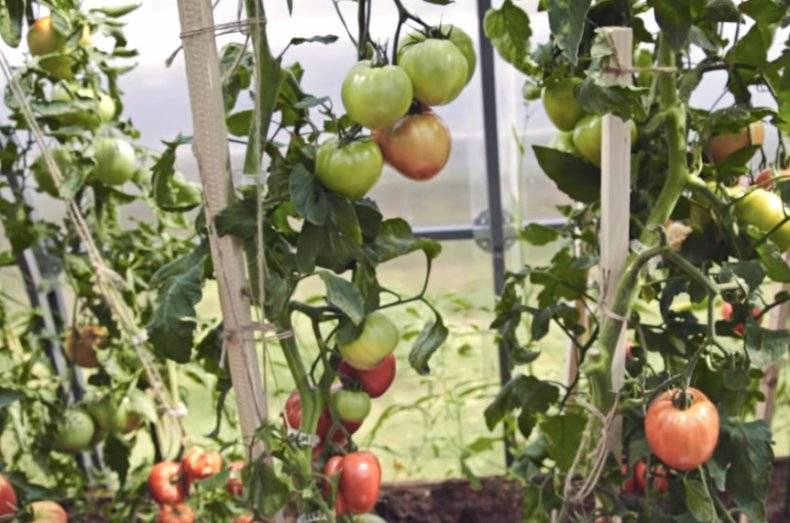 Опытные огородники рекомендуют — томат «розовый спам»: описание сорта и фото