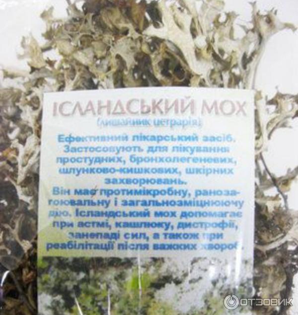 Ирландский мох: лечебные свойства, применение, жемчужный в таблетках, как использовать морской для похудения, фото