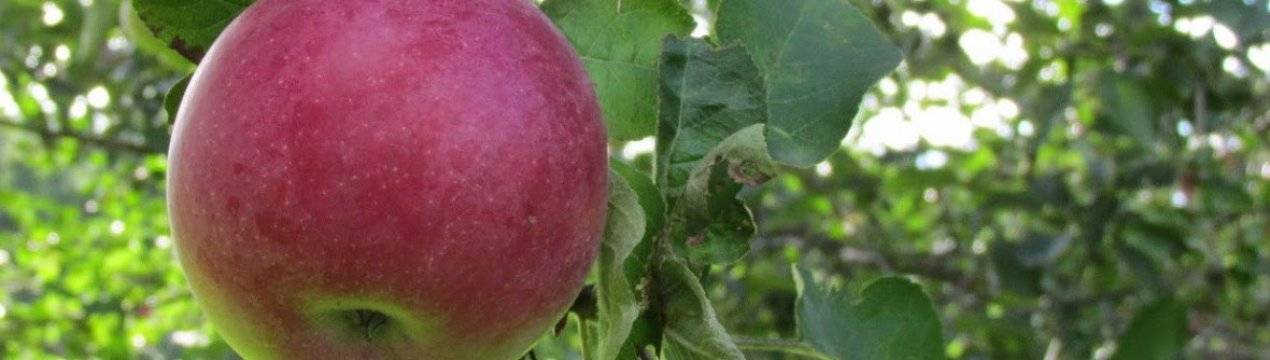 Описание сорта яблони аэлита: фото яблок, важные характеристики, урожайность с дерева