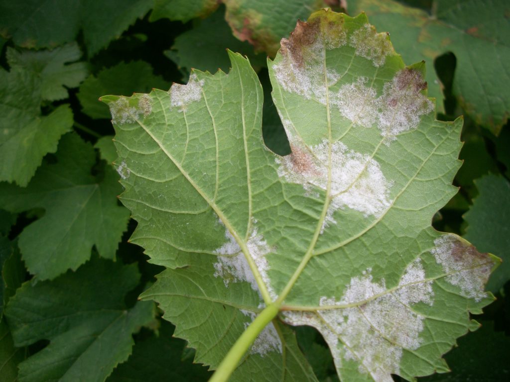 Чем лечить антракноз винограда: препараты для профилактики и борьбы  - vinograd-loza