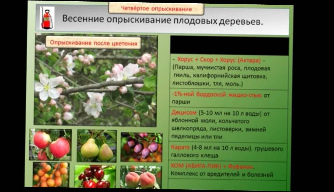Препараты для весенней обработки плодовых деревьев. правила опрыскивания