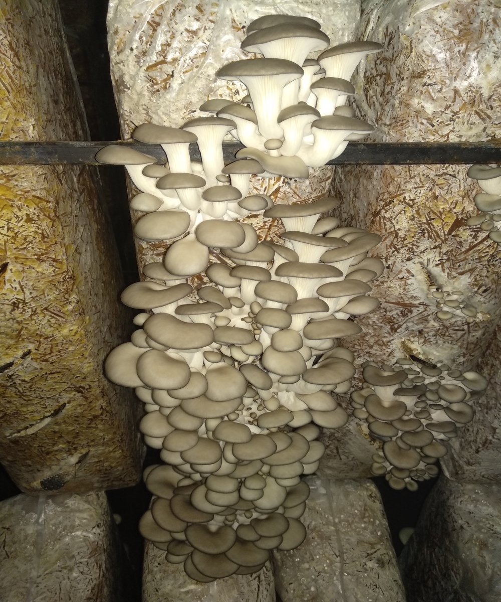 Можно ли заморозить грибы вешенки в морозилке | мой сад и огород