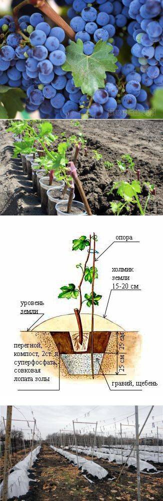 Посадка винограда: подробная пошаговая инструкция как посадить разные сорта винограда