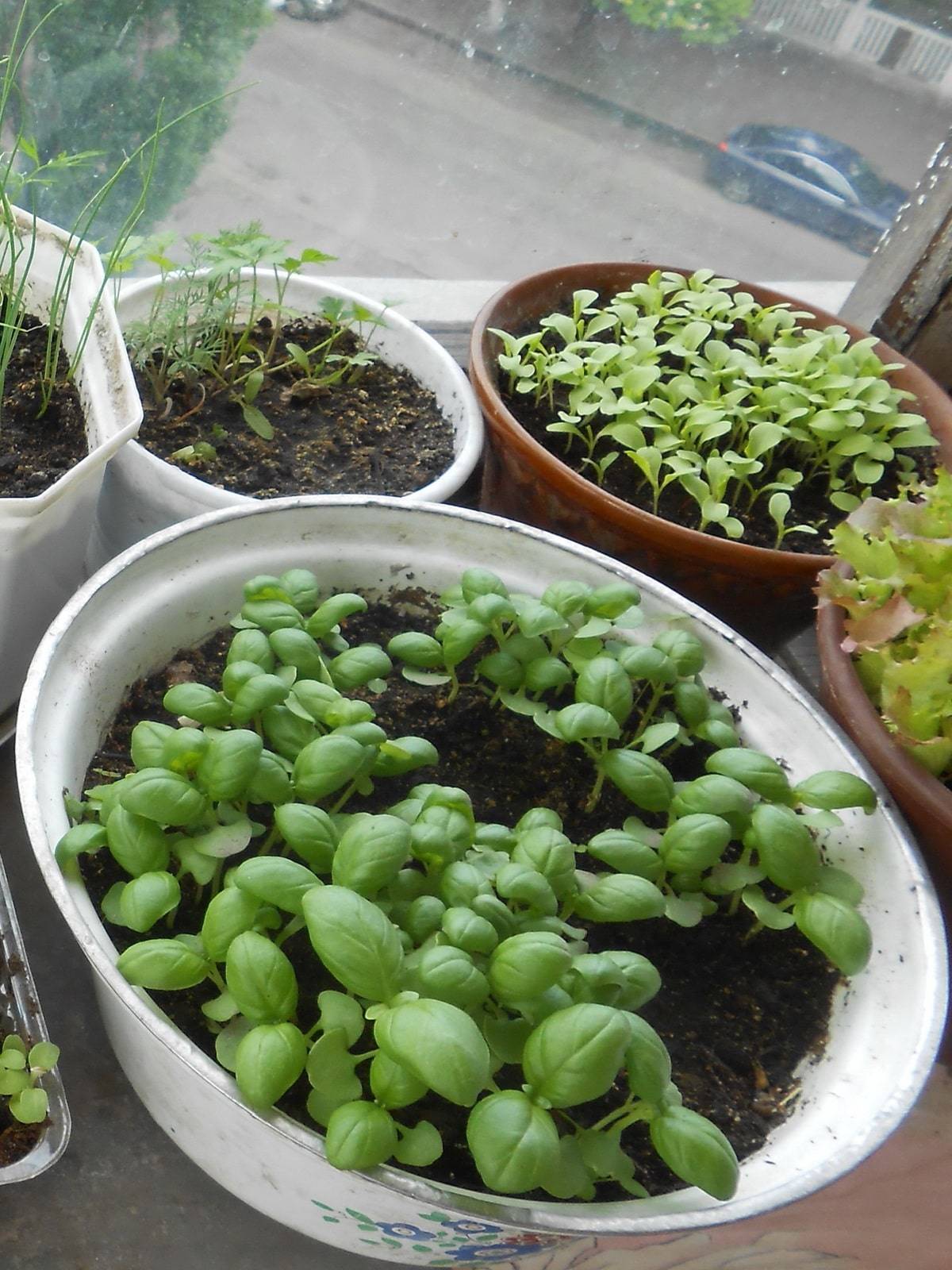 Базилик: выращивание на подоконнике из семян в домашних условиях