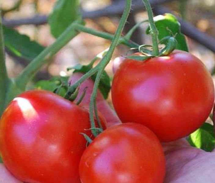 Описание и выращивание томата красная шапочка»