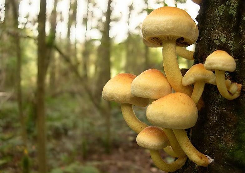 Правила сбора грибов. съедобные, несъедобные и ядовитые грибы