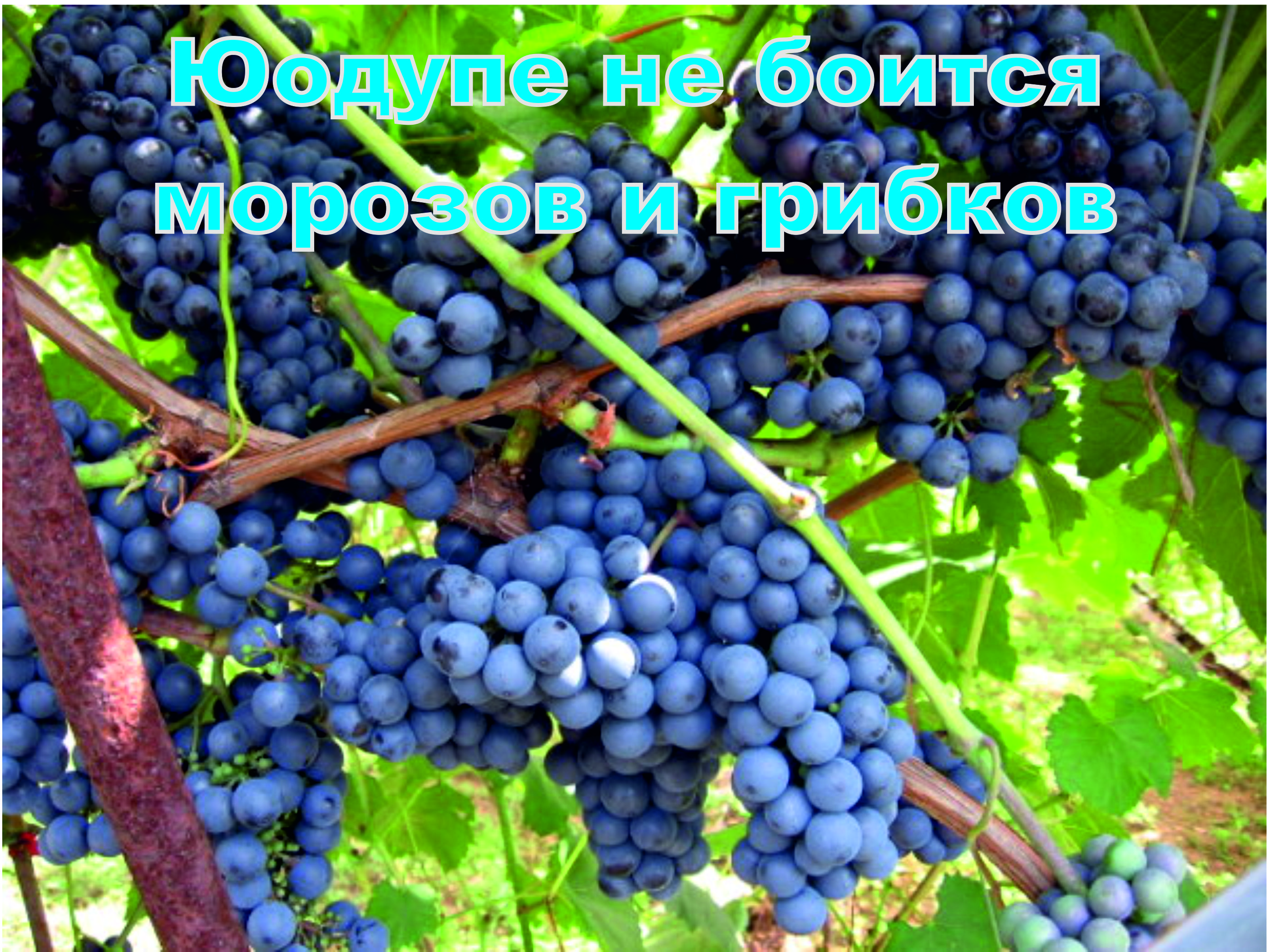 Виноград цимлянский черный - особенности сорта, посадка и уход