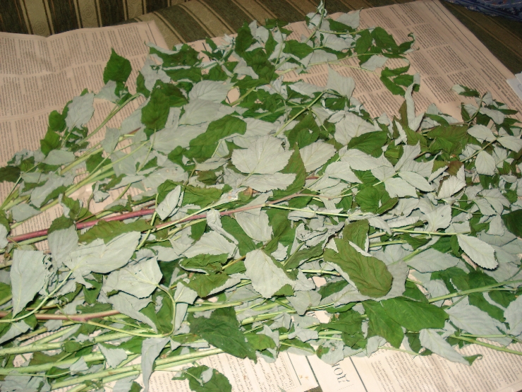Когда собирать листья малины для сушки на зиму: сроки и правила, где хранить