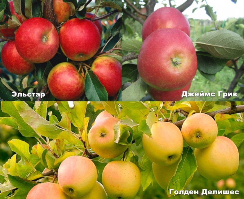 Описание сорта яблони глостер: фото яблок, важные характеристики, урожайность с дерева