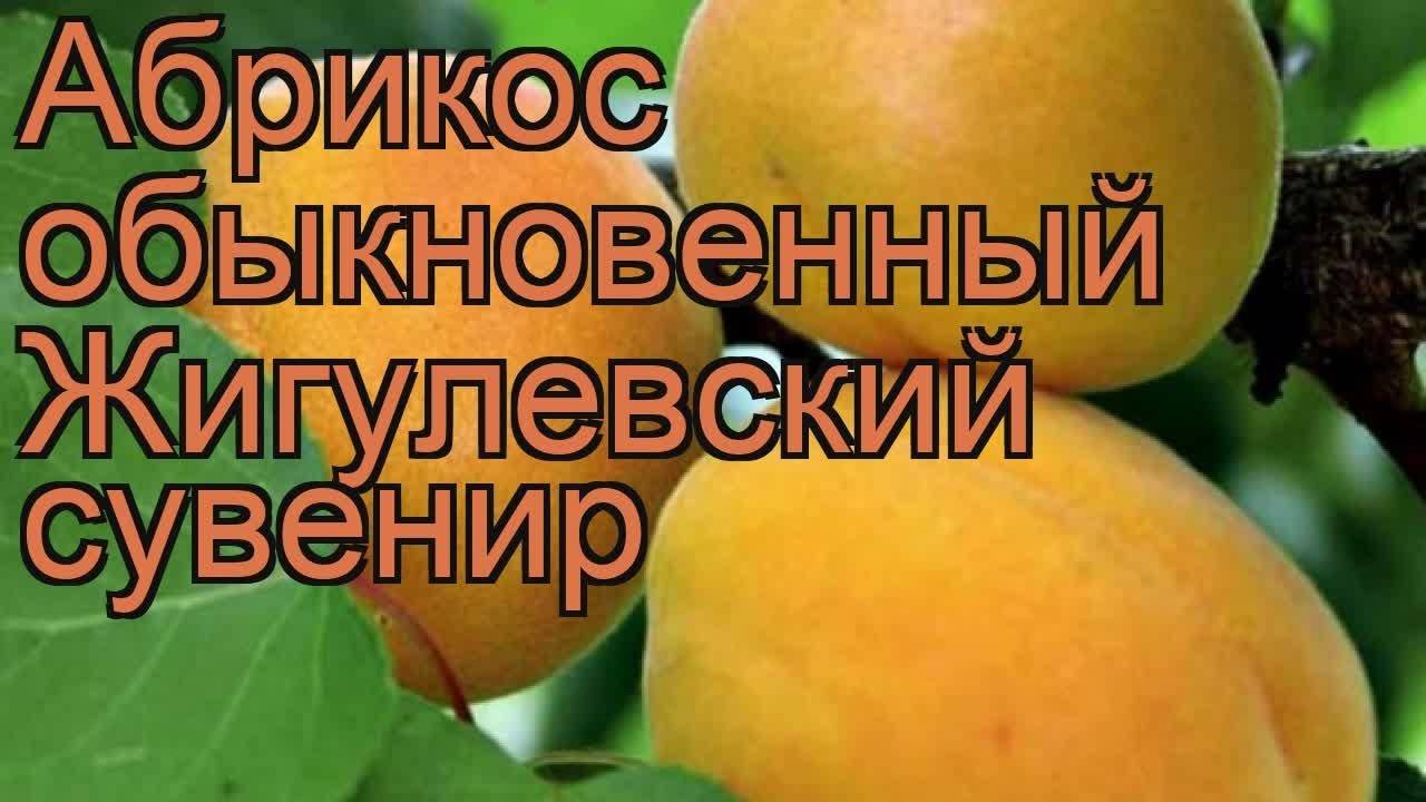 Современный сортимент абрикоса  |  аппяпм