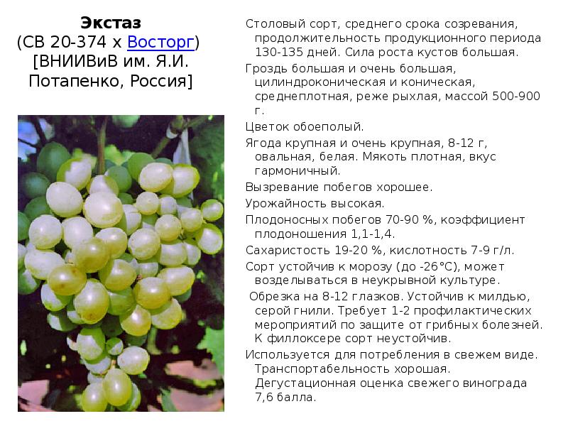 Виноград кеша: популярный столовый сорт, особенности посадки и выращивания