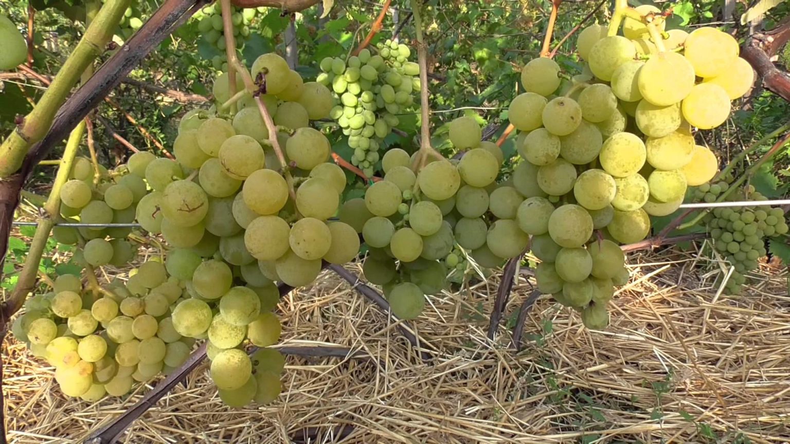 Виноград софия: описание сорта, посадка и уход, способы размножения, сбор урожая