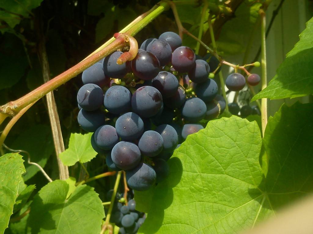 Характеристика и описание винограда сорта Зилга, агротехника выращивания