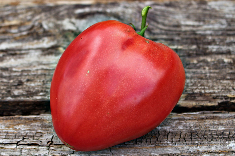 Сорт томата кардинал — описание и советы по выращиванию