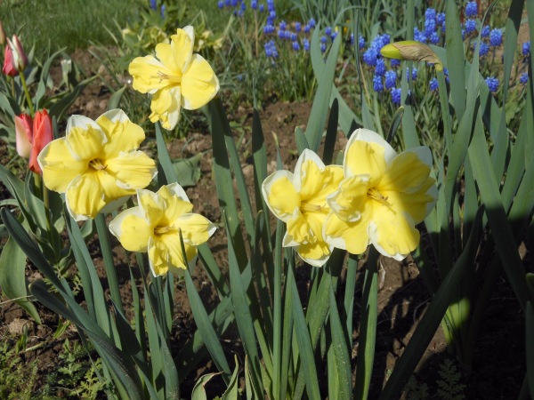 Нарцисс рози клауд: описание и характеристики сорта, тонкости выращивания и ухода