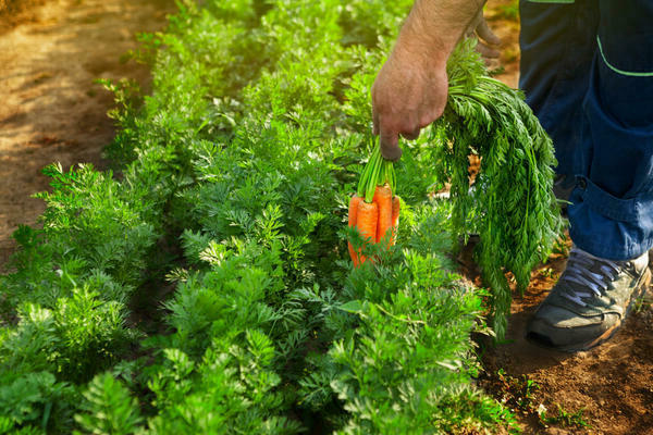 Червивая морковь: причины, эффективные методы борьбы