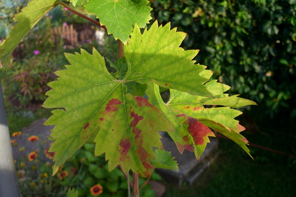 Болезни красной смородины, вызывающие красные пятна на листьях