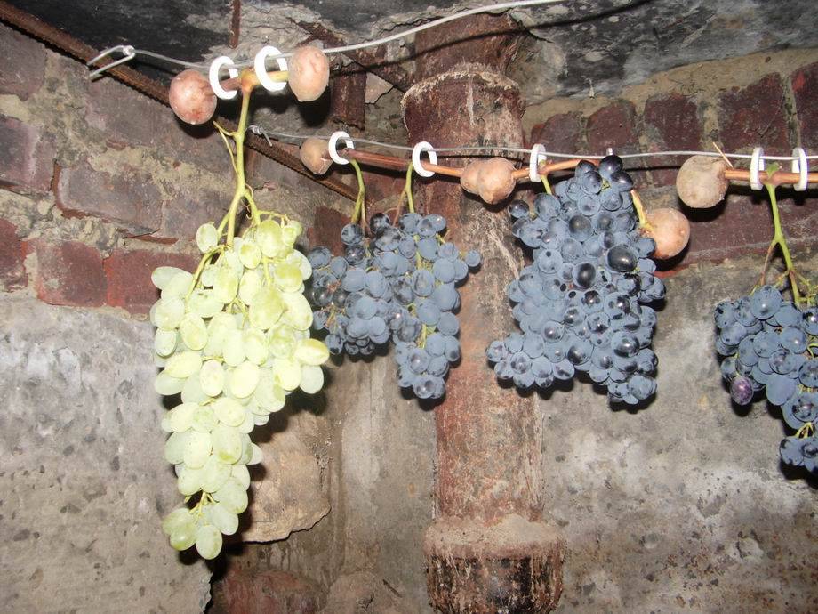 Как сохранить черенки винограда зимой: условия хранения до весны