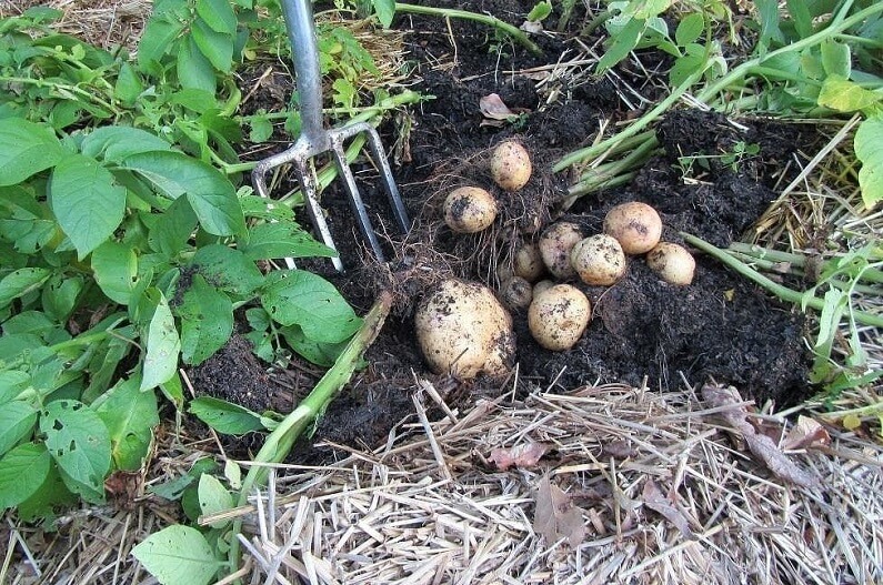 Лучшие способы посадки картофеля под солому: технология выращивания, видео инструкция