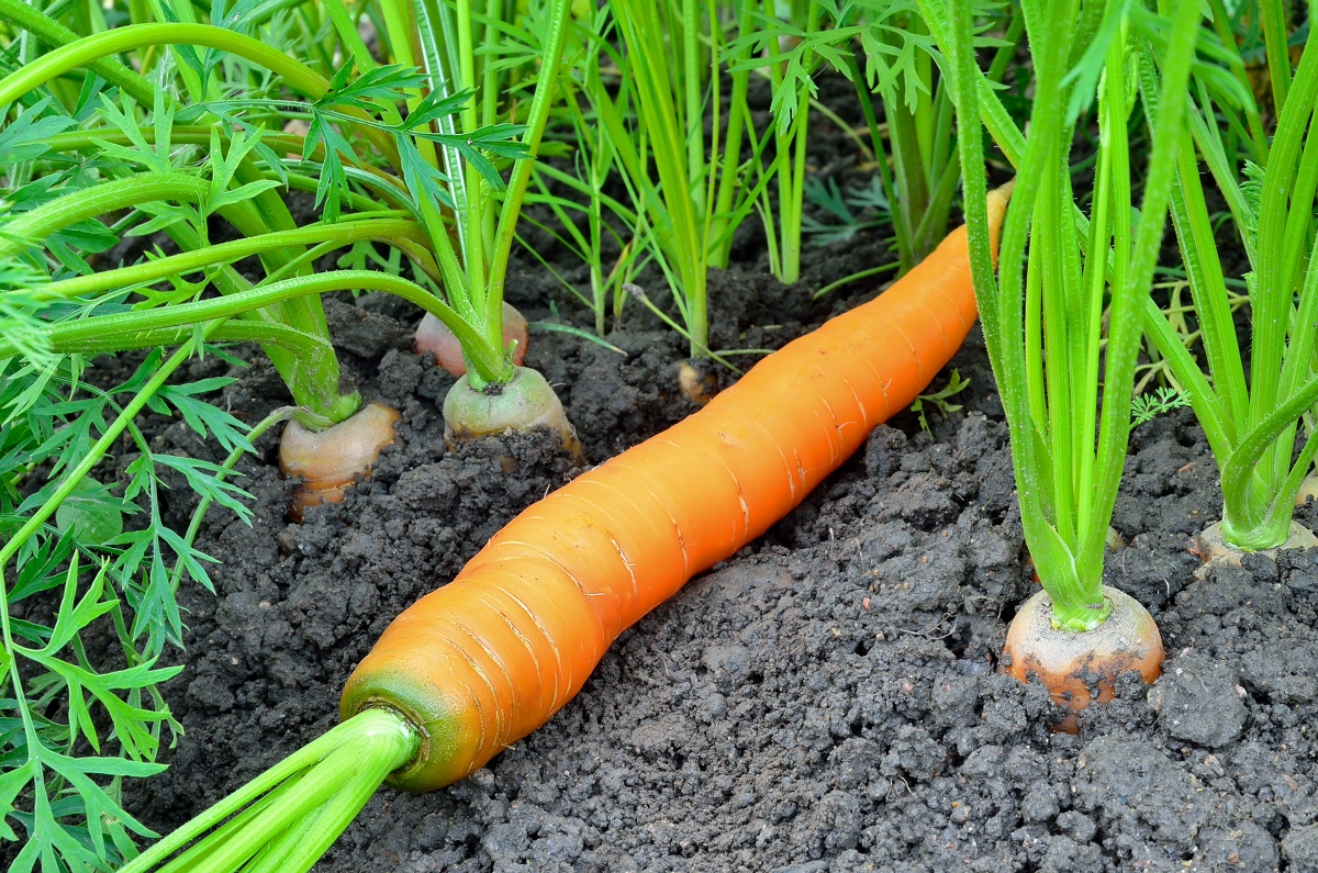 Морковь: выращивание и уход в открытом грунте
