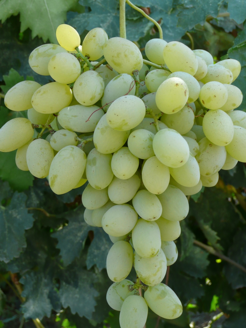 Проверенный временем популярный сорт винограда «восторг»